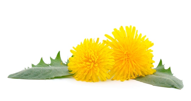 Dandelion Flowers Isolated