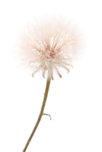 Photo dandelion flowers isolated