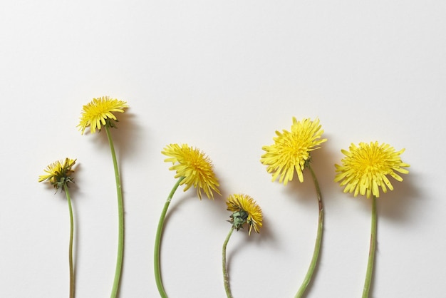 Dandelion flowers on white background