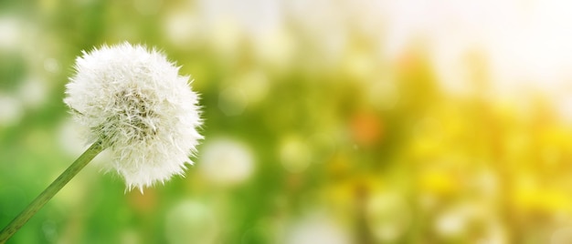 Dandelion flowers with flying seeds in green meadow