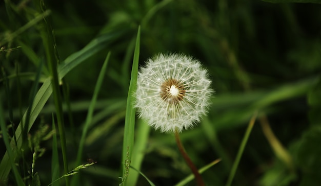 Dandelion flowers with leaves in green grass