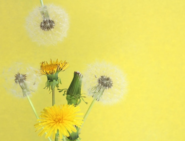 Dandelion flowers yellow and white on a yellow background