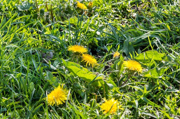 Dandelion flowers