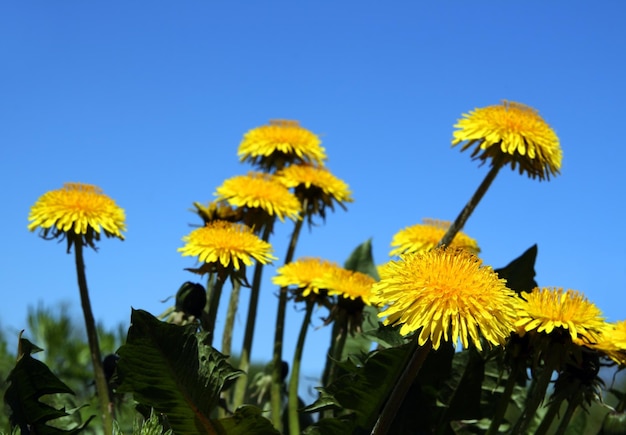 Dandelion flowers