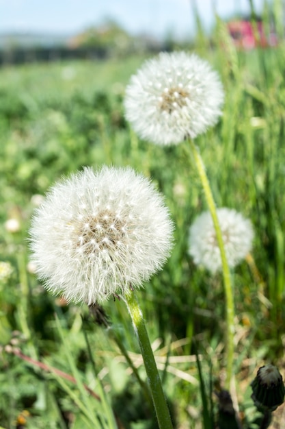 Lanugine di tarassaco. tarassaco tranquillo sfondo astratto closeup arte. tarassaco aria bianco bellissimo prato di fiori