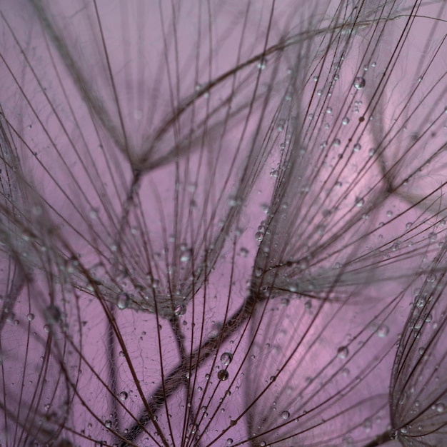 Dandelion fluff on a red background closeup Macro with selective focus