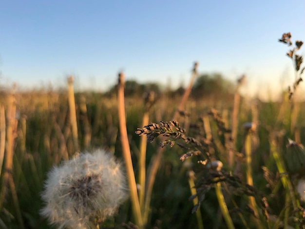 Foto dandelion fluff