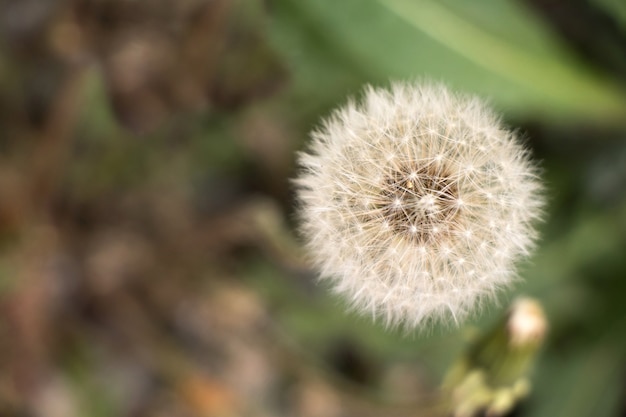 Dandelion in the focus