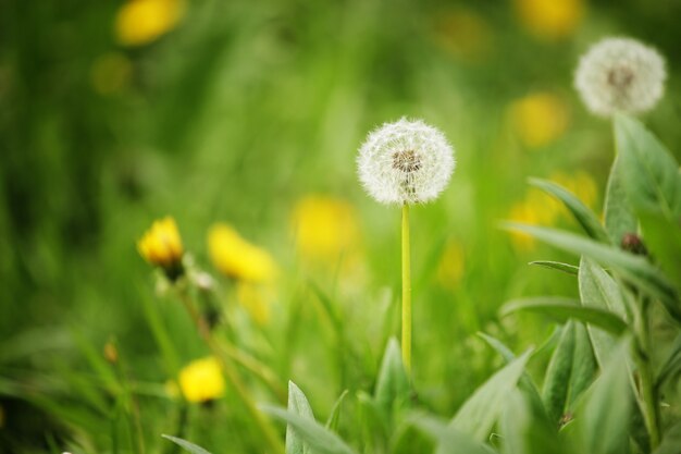 Dandelion in garden. Summer sunny day.