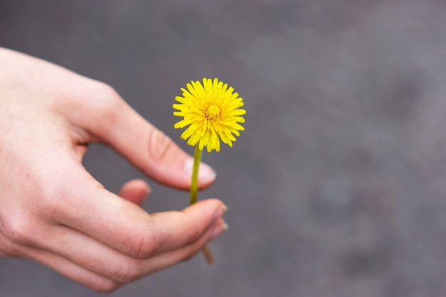 Dandelion in the girl's hand on a gray background