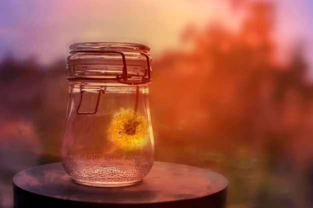 Dandelion in a glass jar at sunset