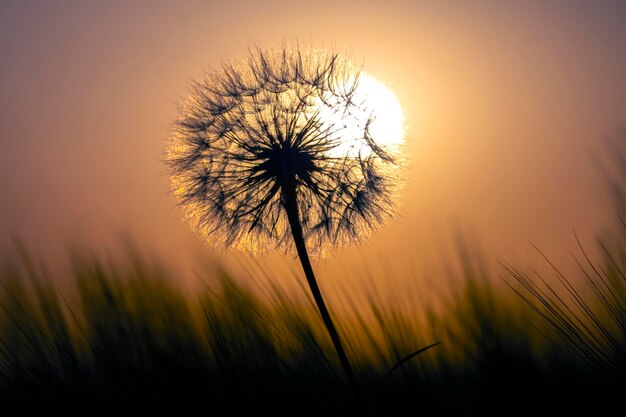 Dandelion among the grass against the sunset sky Nature and botany of flowers