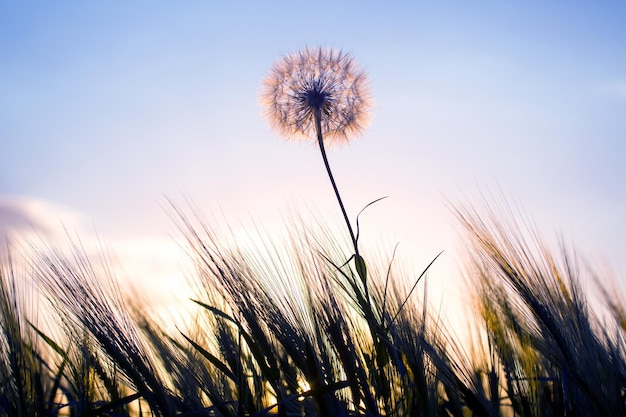 夕焼けの空を背景に草の中のタンポポ自然と花の植物学