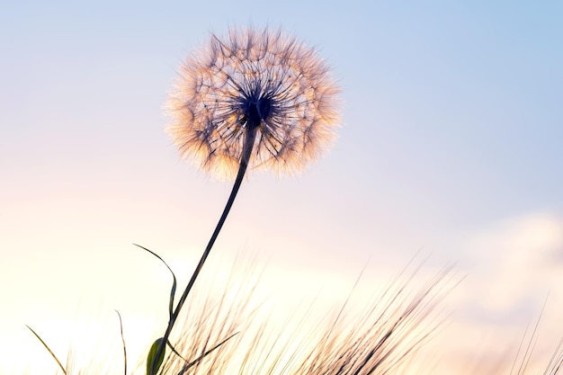 夕焼けの空を背景に草の中のタンポポ自然と花の植物学