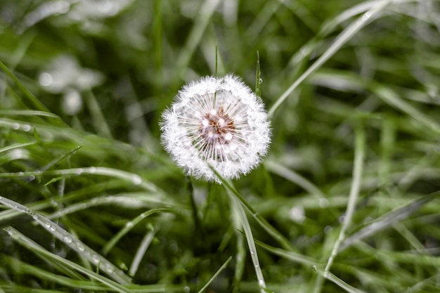 Dandelion in Grass Dandelion Blowing in Spring