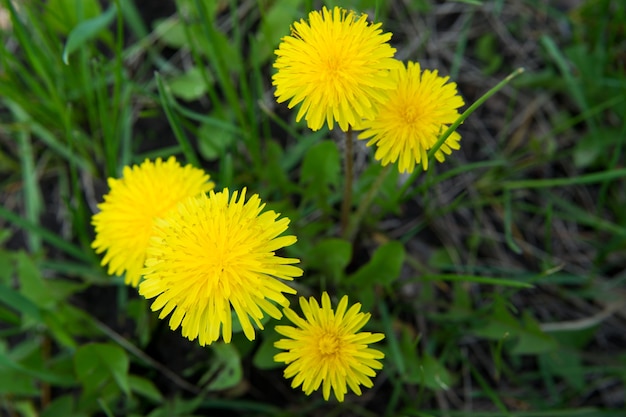 Dandelion on the grass 