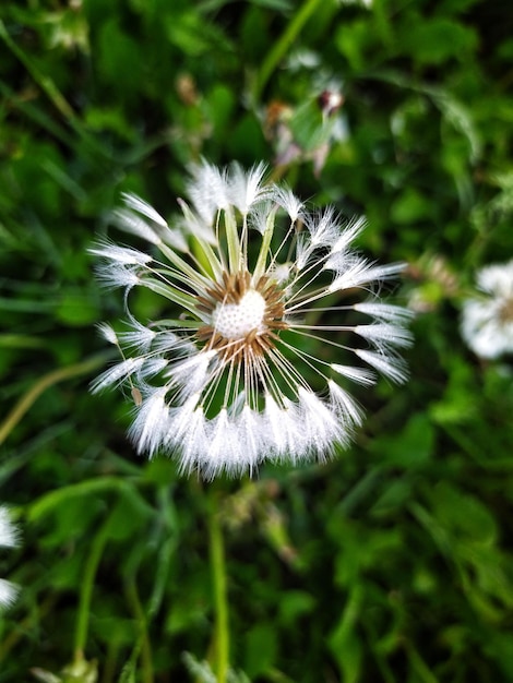 Dandelion in the grass