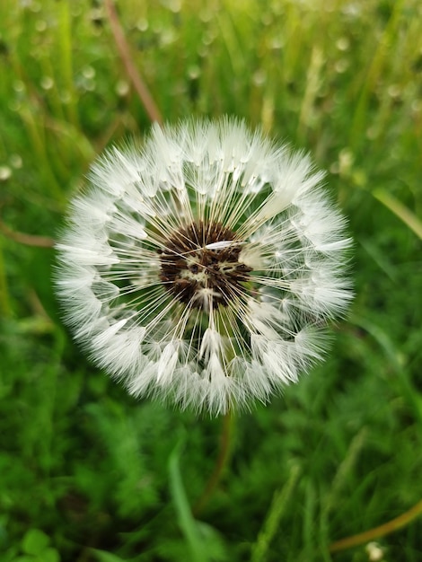 Dandelion in the grass