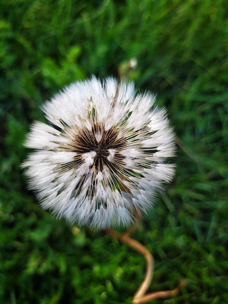 Dandelion in the grass