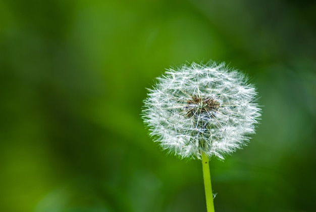 Dandelion on a green background. Summer plant.