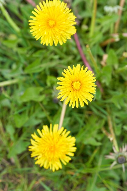 タンポポと緑の草を背景に