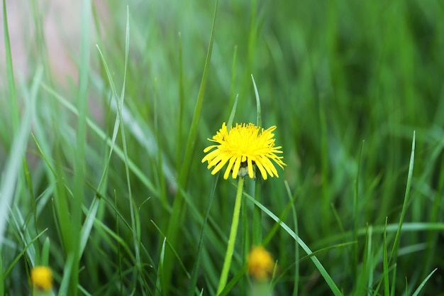 Dandelion on green grass closeup