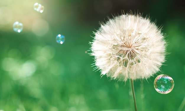 Dandelion in the green grass with soap bubbles in a blur