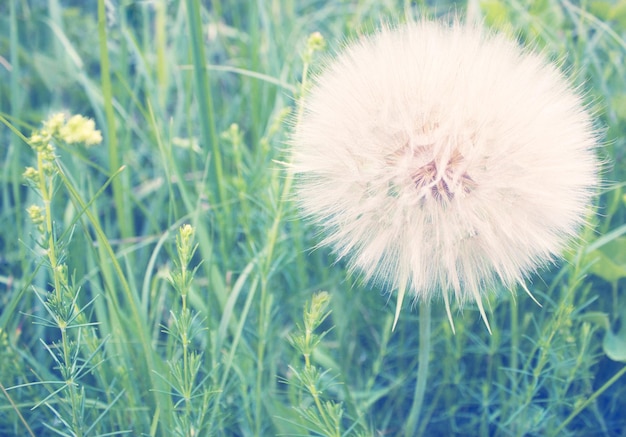 Dandelion in green grass