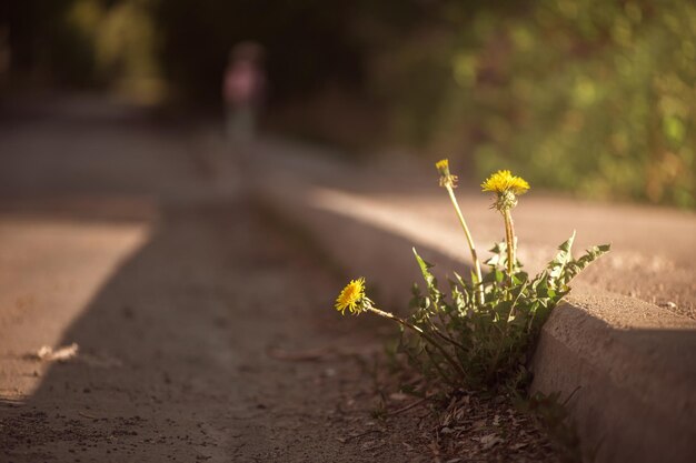 Daisies between the pavement - Wallpaper