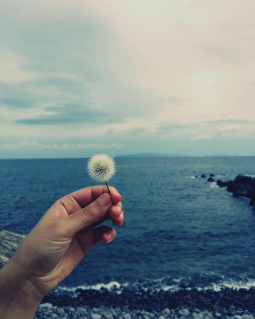 Foto dandelion in de hand houden