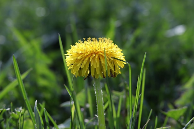 写真 草の中のタンポポ黄色のタンポポの花緑の草のクローズアップ春の緑春の気分