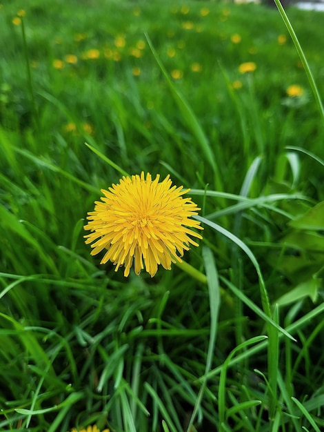 タンポポは緑の芝生のフィールドにあり、芝生は緑です。