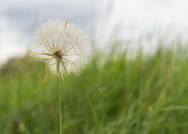 dandelion is on the meadow on blue sky background