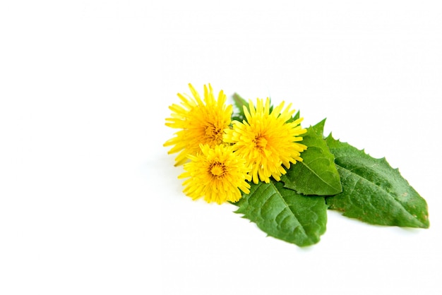 Dandelion isolated on white background.