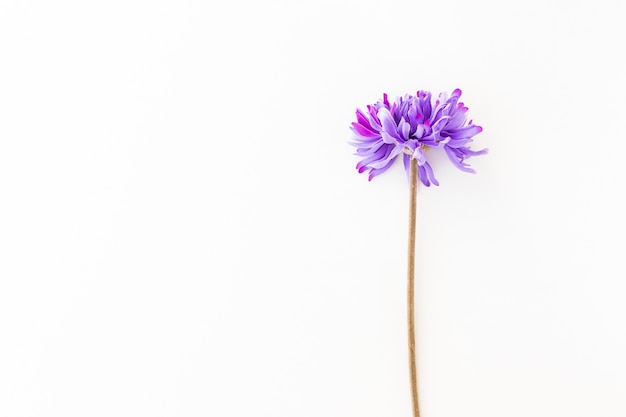 Dandelion isolated on white background