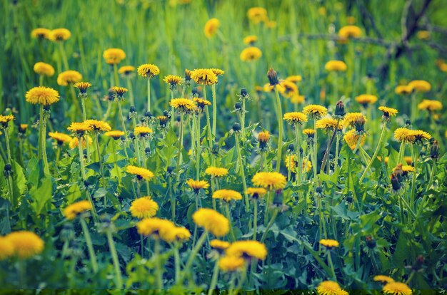 タンポポの芝生。自然な花の背景