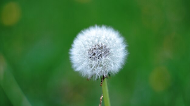 Photo dandelion on the lawn