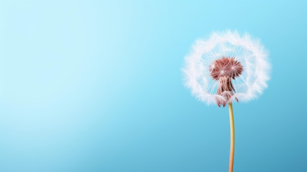 A dandelion on a light blue background