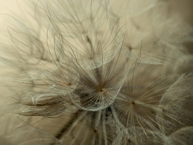 Dandelion macro on a beige background Airy and light natural background Selective focus