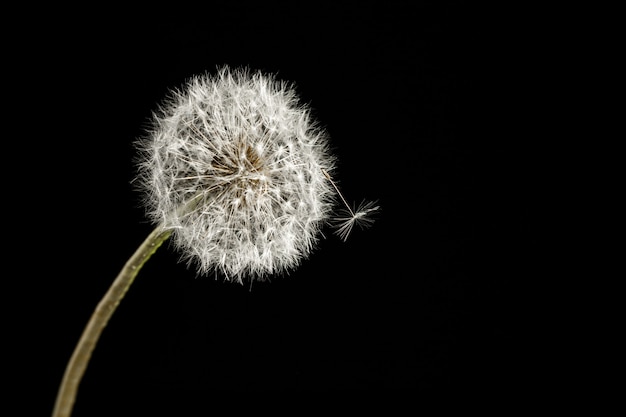 Dandelion macro photography on  black