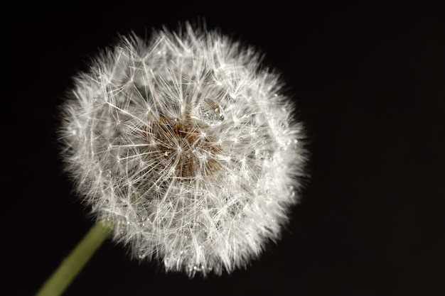 Dandelion macro photography on  black