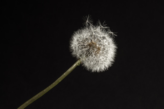 Dandelion macro photography on  black