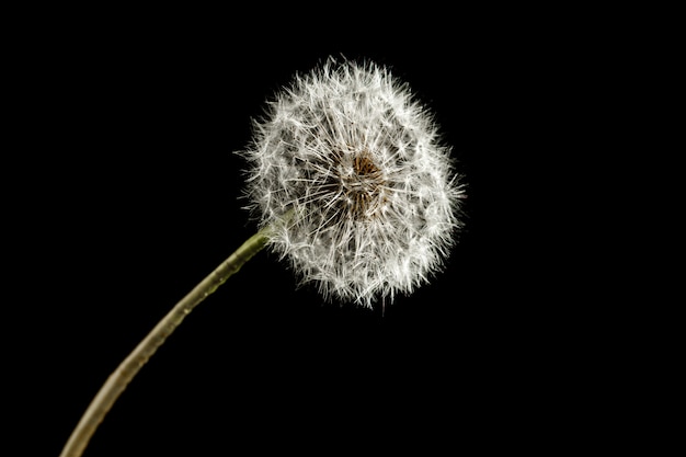 Dandelion macro photography