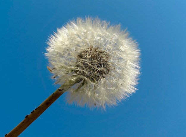 Dandelion macro white