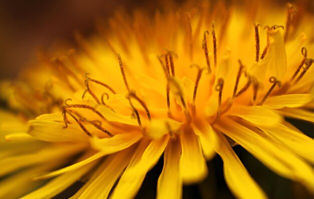 Foto macro di dente di leone