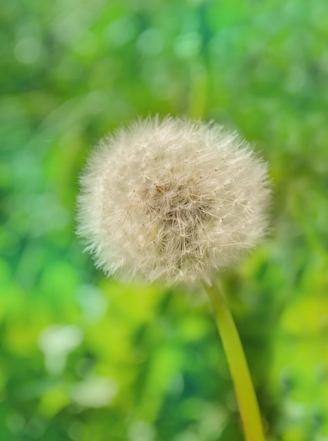 Dandelion on the meadow background