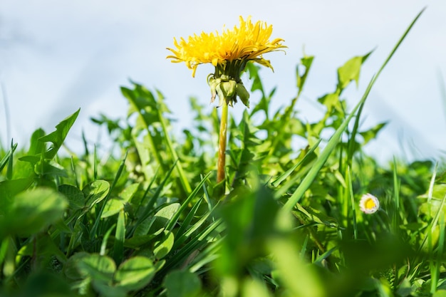 Dandelion on the meadow beautiful spring and grass