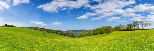 사진 독일 sping, 파노라마, 루르제 호수(lake rursee)가 있는 아이펠 풍경의 민들레 초원