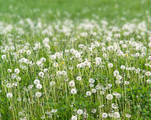 dandelion meadow