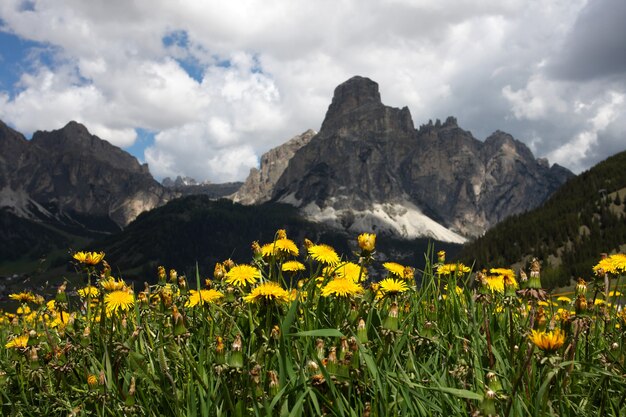 Foto tarassaco e montagne sullo sfondo